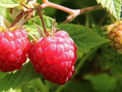 Fruit et légume facile à cultiver : lequel choisir ?