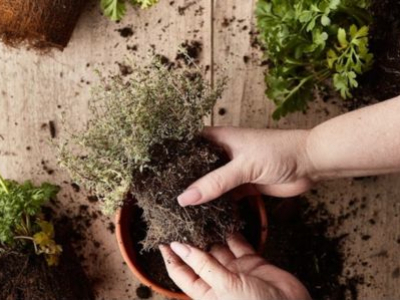 Moisissure dans la terre des plantes : que faire ?