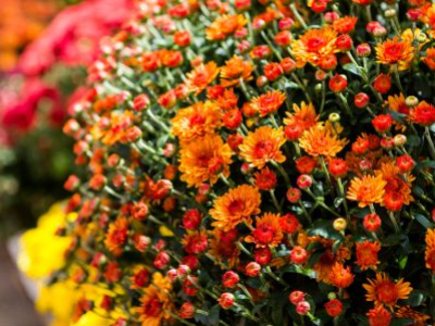 La Toussaint au jardin : entre mémoire et préparation