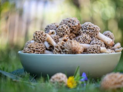 Culture de morilles sous serre : voici les bases pour se lancer