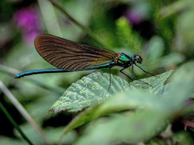 Agriculture durable : des techniques pour l’avenir
