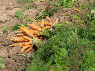 Jardin biologique : que faut-il savoir pour se lancer ? 