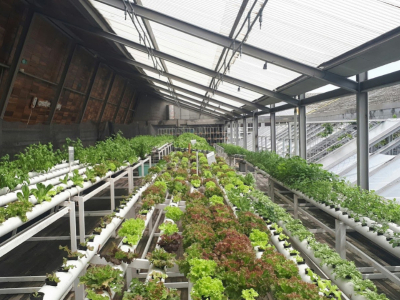 Serre intelligente : de quoi parle-t-on ?  