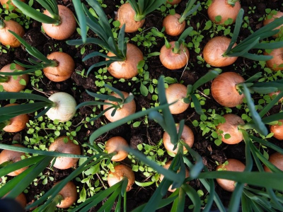 Quand planter les oignons : calendrier et conseils pratiques