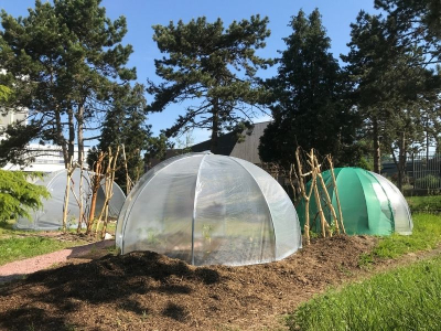 Le potager champion de France du lycée Pasteur de Lille