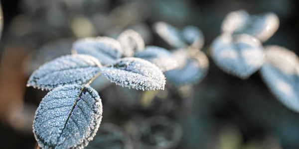 Comment poser un voile d’hivernage ? 