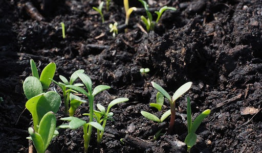 Que mettre au sol pour éviter les mauvaises herbes ?