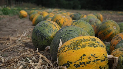 Paillage potager : pourquoi couvrir le sol et avec quelle matière ?