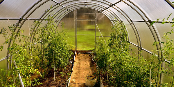 Serre horticole : un abri pour vos cultures