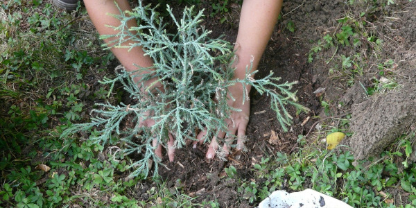 Un jardin participatif, c’est quoi exactement ?  
