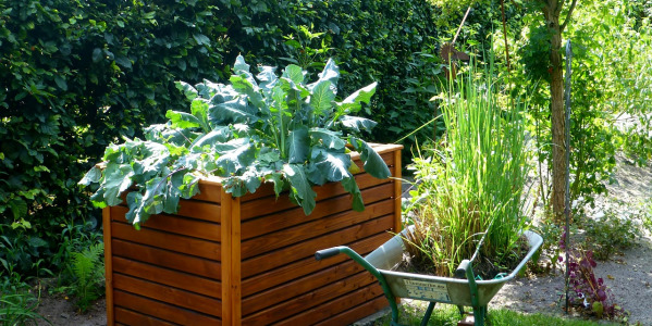 Bac potager : cultiver différemment 