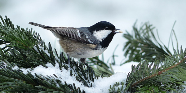 Jardin et hivernage : que mettre en place avant le froid ? 