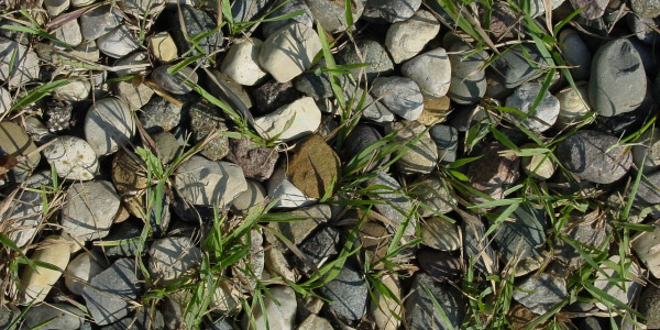 Comment empêcher l’herbe de pousser dans le gravier ?